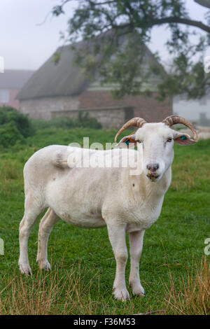 Pecore di Avebury Foto Stock