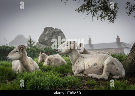 Pecore di Avebury Foto Stock