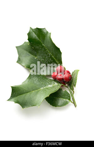 Natale Holly, con luminosi di bacche rosse coperte di neve Foto Stock