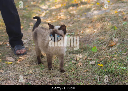 Passeggiate all'aperto del grazioso gatto siamese gatto con il suo maestro alla calda giornata autunnale Foto Stock