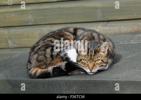 gatto di tabby Foto Stock