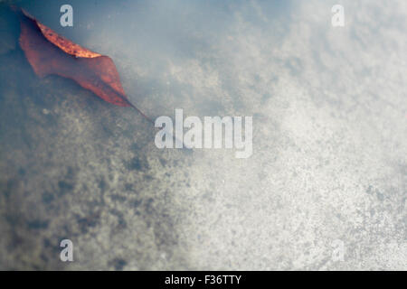 Foglie di foglie di autunno inverno autunno acqua lattiginosa nella scanalatura Foto Stock