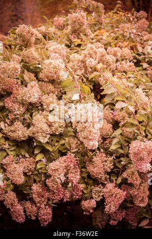 Pinky, fiori, ortensie, Bush, alberi, albero, bianco, a palle di neve. Foto Stock