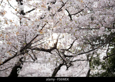 Bianco brillante di fiori di ciliegio su rami con sole che splende attraverso Foto Stock