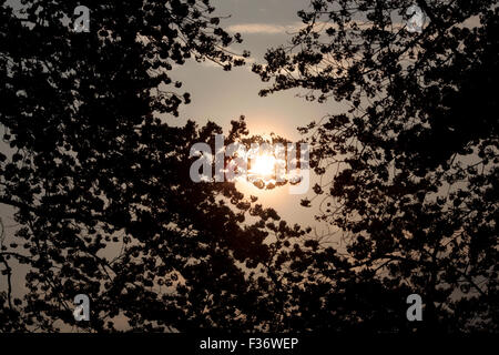 Silhouette di fiori di ciliegio con il sole che splende attraverso alla mattina presto nel tardo pomeriggio Foto Stock