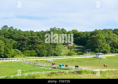 Paesaggio di cavallo ranch con recinto bianco in una giornata di sole Foto Stock