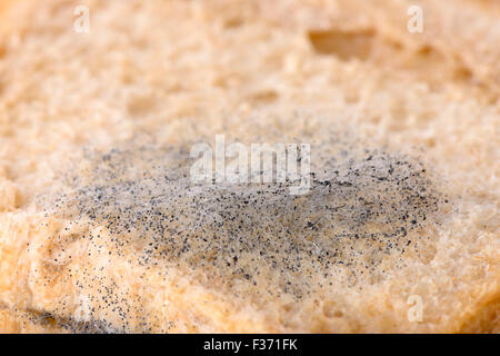 Immagine macro di muffa nera su fette di pane Foto Stock