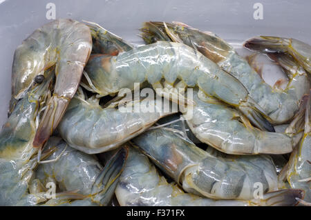 Crudo fresco di gamberi e gamberetti, frutti di mare Foto Stock