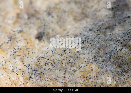 Immagine macro di muffa nera su fette di pane Foto Stock