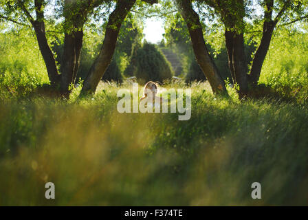 girl sitting in the grass between two giant trees Foto Stock