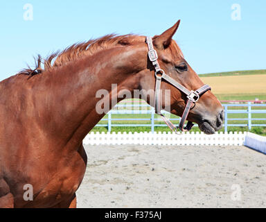 Trakehner mare razza. Bel ritratto. Foto Stock