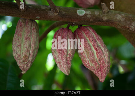 Cacao (Theobroma cacao) frutta, Le Jardin du Roi, Isola di Mahe, Seicelle Foto Stock