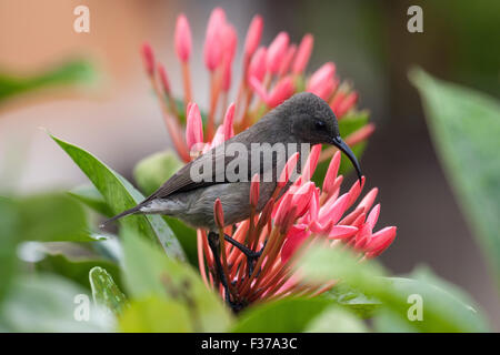 Seychelles sunbird (Cinnyris dussumieri), seduti su un fiore rosa, La Digue Island, Seicelle Foto Stock