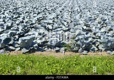 Cavolo rosso, campo, Renania settentrionale-Vestfalia, Germania Foto Stock