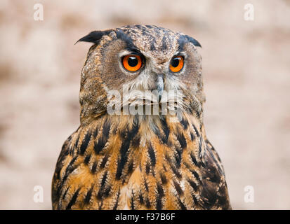 Gufo reale (Bubo bubo), ritratto, captive, Germania Foto Stock