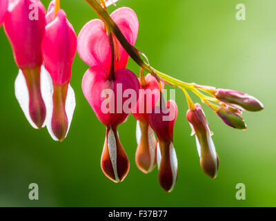 Il sanguinamento asiatico-cuore (lamprocapnos spectabilis), Austria Foto Stock