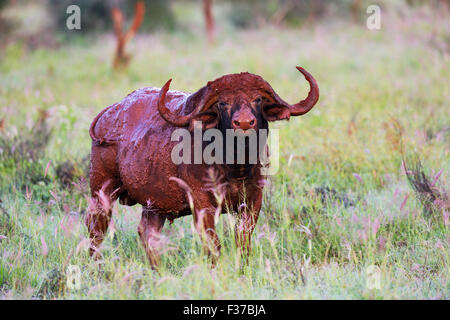 Bufalo africano o bufalo del capo (Syncerus caffer), coperto di rosso fango, nella luce del mattino, Tsavo, Kenya Foto Stock
