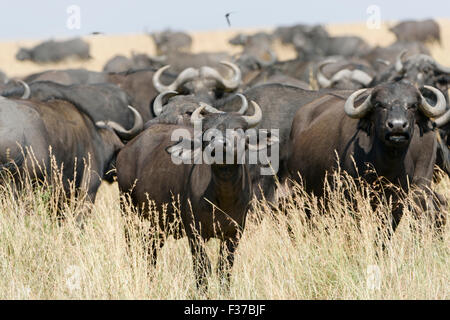 Mandria di bufali africani o bufali (Syncerus caffer), il Masai Mara riserva nazionale, Narok County, Kenya Foto Stock