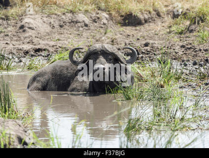 Vecchio bufalo africano, bufali (Syncerus caffer), nel fango, il Masai Mara riserva nazionale, Narok County, Kenya Foto Stock