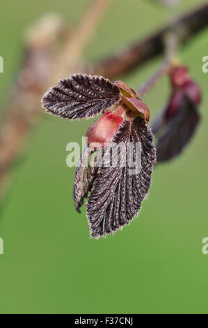 Nocciola viola nella primavera del Regno Unito Foto Stock
