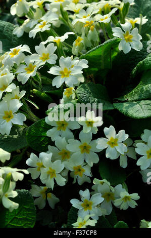 Un close-up di un intrico di primule REGNO UNITO Foto Stock