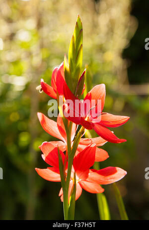 Fioritura autunnale perenne Schizostylis Coccinea Sunrise, Scozia Ottobre. Foto Stock