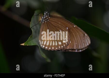 Il corvo comune butterfly sul filo Foto Stock