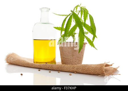Olio di cannabis e giovani pianta di cannabis isolati su sfondo bianco. Foto Stock
