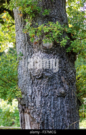 Tronco di quercia in Dorset rurale Foto Stock