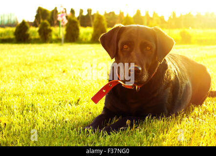 Carino il labrador nero cane sdraiati sull'erba in giardino. Home animale. Foto Stock