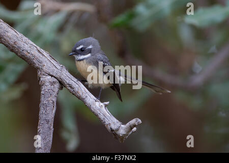 A fiocco grigio (Rhipidura albiscapa), Whiteman Park, Perth, Western Australia Foto Stock