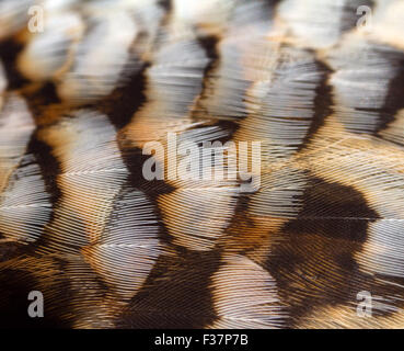 Piuma di un uccello di francolino di monte close up macro Foto Stock