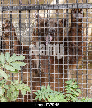 Tenere in posa dietro le sbarre in un zoo Foto Stock