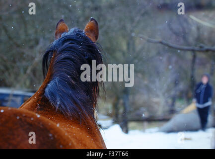 Cavallo marrone , sullo sfondo con uomo Foto Stock