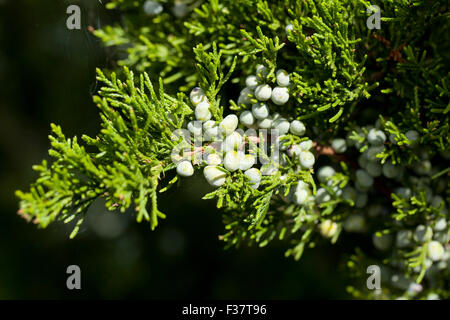 Redcedar orientale (Juniperus Virginiana), Aka Virginia ginepro - Virginia STATI UNITI D'AMERICA Foto Stock