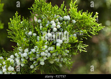 Redcedar orientale (Juniperus Virginiana), Aka Virginia ginepro - Virginia STATI UNITI D'AMERICA Foto Stock