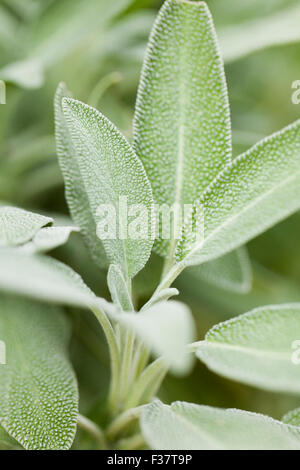 Impianto di salvia (Salvia officinalis) - USA Foto Stock