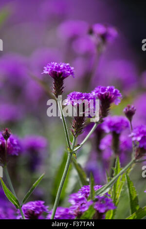 La lavanda che cresce in Inghilterra, Regno Unito Foto Stock