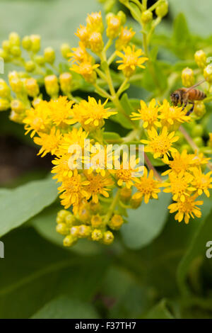 Oro rigido aka Stiff-Leaved oro (Solidago rigida) - USA Foto Stock