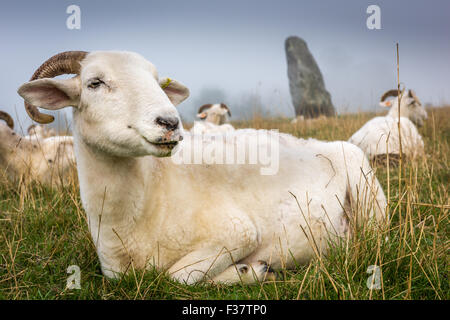 Pecore di Avebury Foto Stock