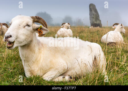 Pecore di Avebury Foto Stock