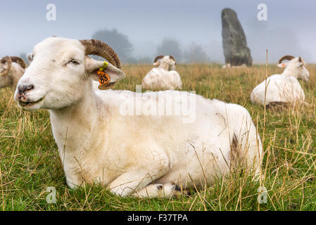 Pecore di Avebury Foto Stock