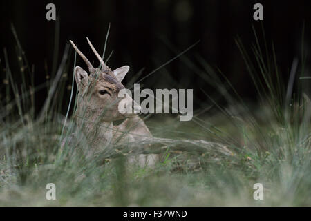 Giovane daino / Damhirsch ( Dama Dama ) poggia tra l'erba alta in corrispondenza di un bordo di una foresta scura. Foto Stock