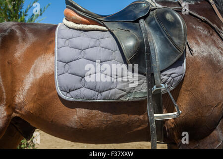 Una sella sellati sul dorso di un cavallo sport Foto Stock