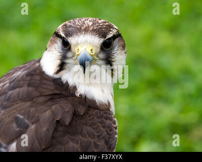 Lanner Falcon. Primo piano. Falco biarmicus. Foto Stock