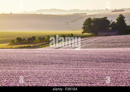 Tramonto su un campo coltivato di papaveri bianchi sui bassi di Marlborough nel Wiltshire. Foto Stock