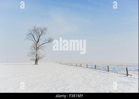 Albero solitario nel paesaggio invernale Foto Stock