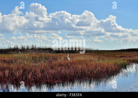 Florida airone bianco nelle paludi Everglades paesaggio Foto Stock