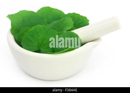 Medicinali foglie thankuni del subcontinente indiano con mortaio e pestello Foto Stock