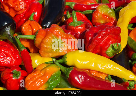 Una varietà di peperoncino fresco (aci sivri, bird's eye, cayenne, lemon drop, naga, viola jalapeno, Scotch Bonnet) cresciuto nel Regno Unito. Foto Stock